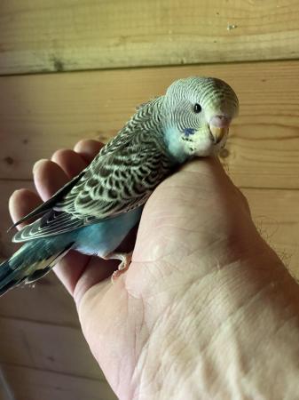Image 2 of BEAUTIFUL BABY BUDGIES FOR SALE