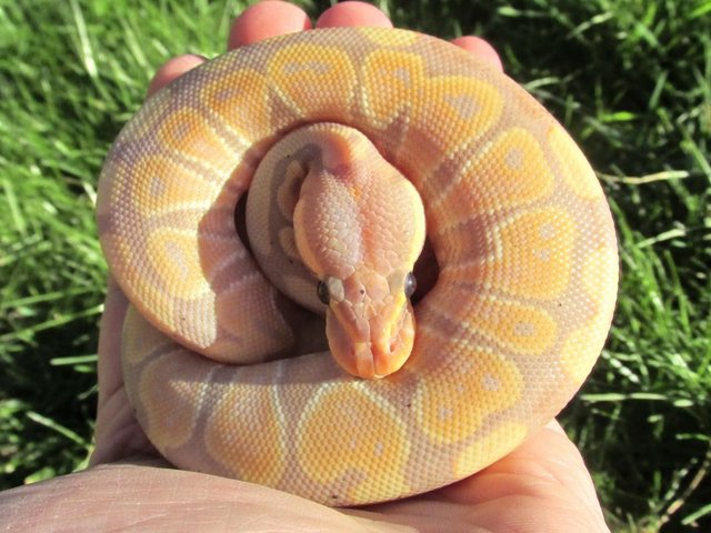Preview of the first image of ON HOLD Banana ball python female.