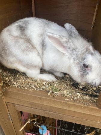 Image 4 of 8 month old female bunny