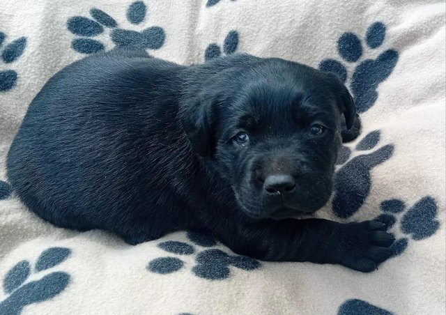Preview of the first image of Delightful Black Labrador Puppies for Sale.