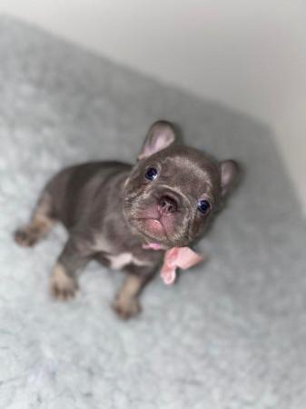 Image 2 of REDUCED ready to leave now Quality French Bulldog Puppies