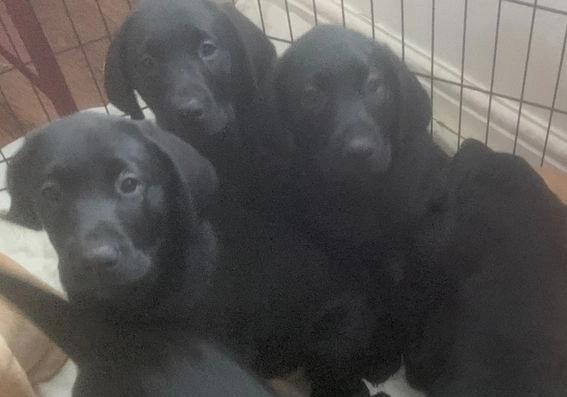 Image 45 of Quality KC Registered Health Tested Parents Labrador Puppies