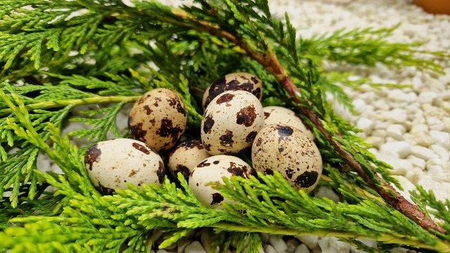 Image 4 of Hatching or eating quail eggs