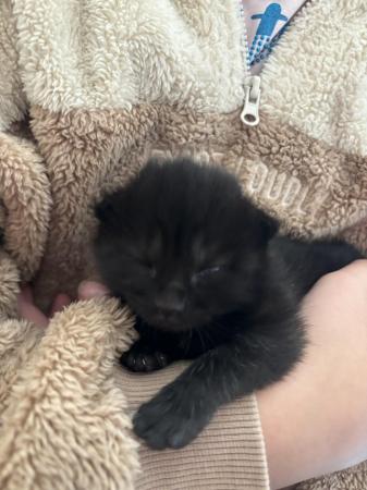 Image 13 of 1 Black kitten for sale