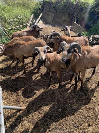 Image 5 of Cammeroon rams for sale all intach