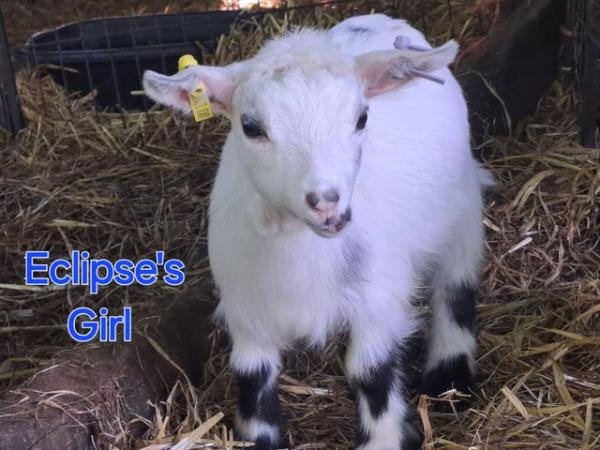Image 15 of Disbudded pygmy goat kids