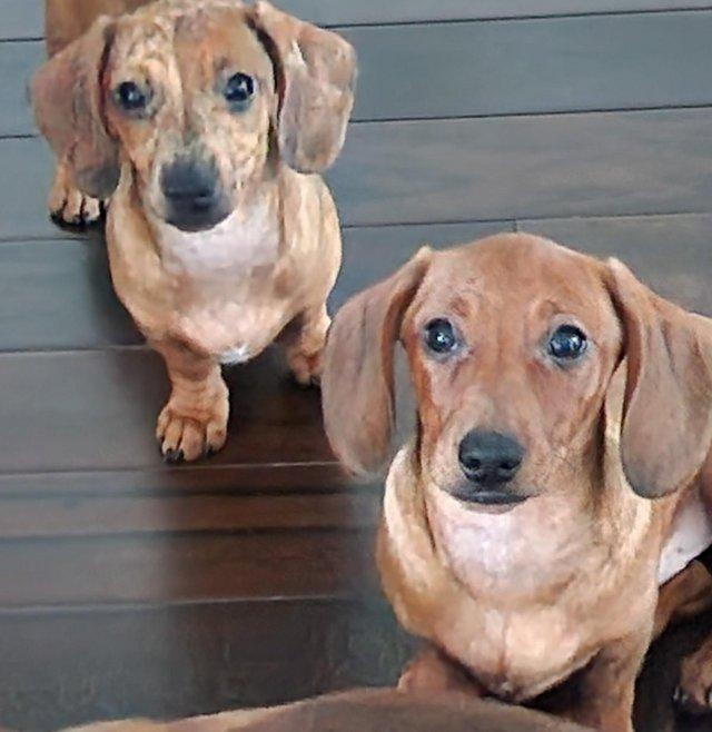 Preview of the first image of Adorable Miniature smooth Dachshund puppies ready now..