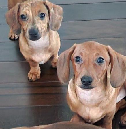 Image 1 of Adorable Miniature smooth Dachshund puppies ready now.