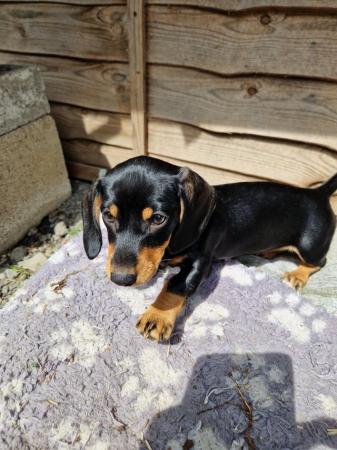 Image 6 of ONLY 2 GIRL DACHSHUND PUPPIES LEFT!!!!