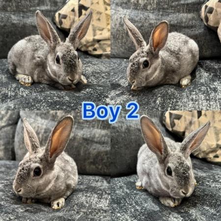 Image 4 of Mini rex babies ready to leave now, 2 girls 3 boys