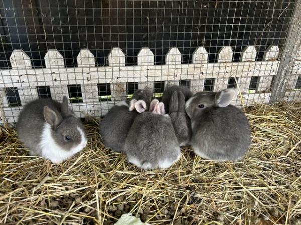 Image 5 of 6 baby rabbits ready to leave on the 24th June