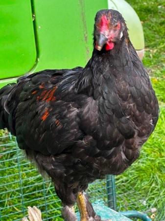 Image 16 of Beautiful pure bred, hand reared birds, hens cocks and trios