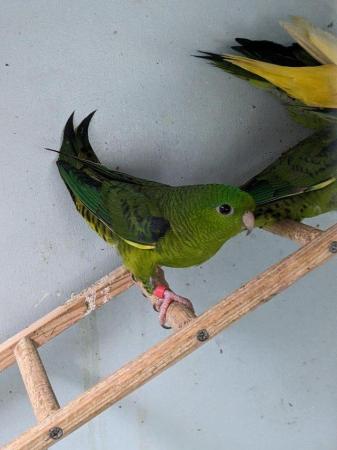 Image 4 of Male / female lineolated parakeets,