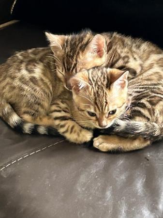 Image 5 of Tica Bengal kittens looking for their forever homes