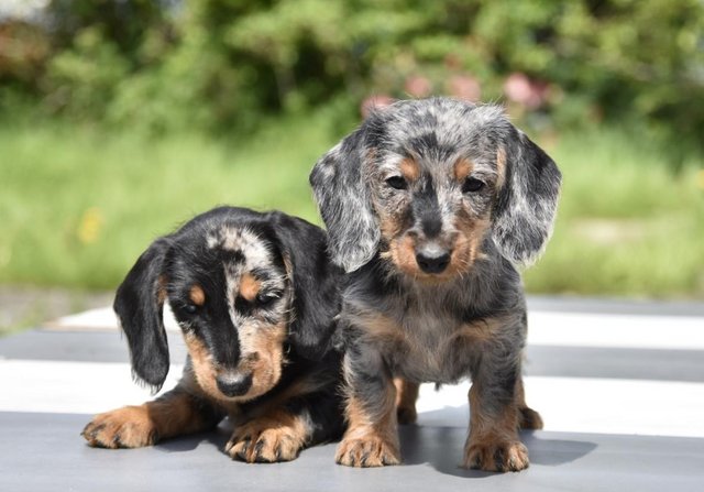 Image 8 of They're ready to leave - Outstanding dachshund litter