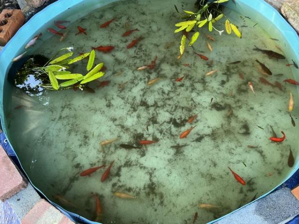 Image 5 of Pond fish mixed variety and sizes