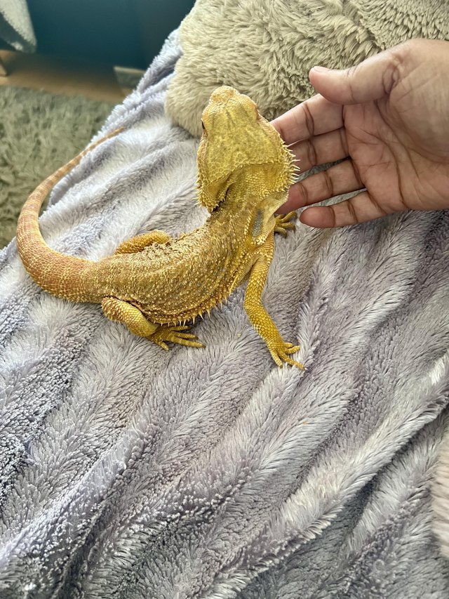 Preview of the first image of Gorgeous 3 year old Beardie.