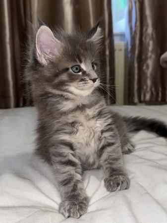 Image 2 of Maine Coon Kittens for Sale