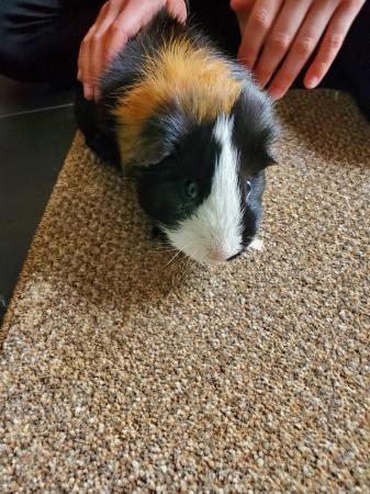 Image 5 of 2 male guinea pigs (brothers)