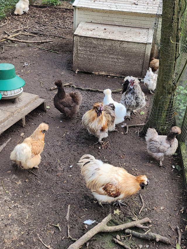 Preview of the first image of Silkie Bantam hens various colours.