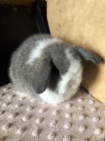 Image 6 of Mini lop kittens ready now