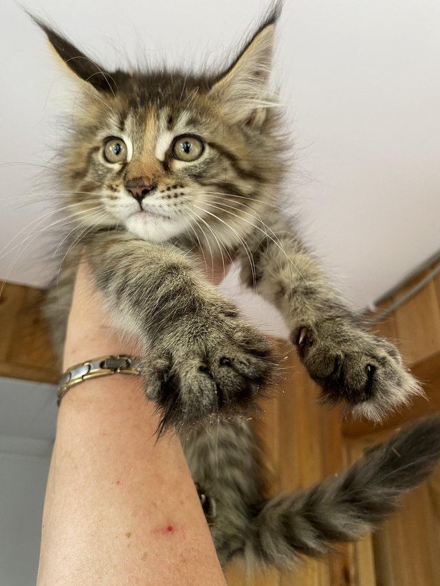 Preview of the first image of Maine Coon Kittens. GCCF registered.