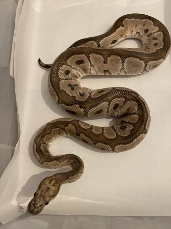 Image 2 of Adult Ball pythons,banana,albino,clown,black pastel etc