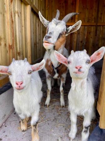 Image 14 of Registered Dwarf Dairy Billy Goat like Nigerian Dwarf Loan