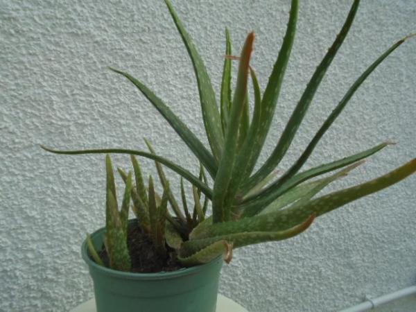 Image 2 of Aloe vera plant in grey/green pot