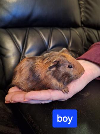 Image 8 of Baby guinea pigs for sale