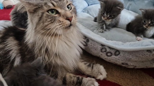 Image 23 of Gccf/ tica maine coon kittens microchipped and vaccinated
