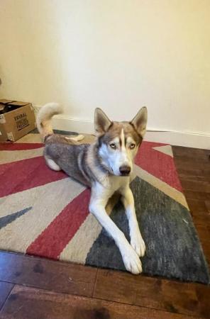 Image 4 of A gorgeous & loving husky boy looking for a new home