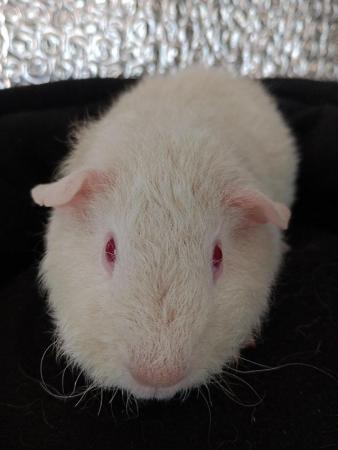 Image 4 of Adult Male and Female Guinea Pigs Available