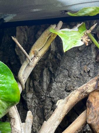 Image 3 of Male chameleon gecko Eurodactylodes agricolae