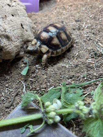 Image 5 of Baby Marginated Tortoise At Urban Exotics