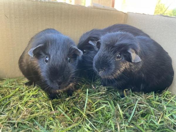 Image 1 of black male guinea pigs for sale
