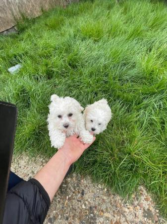 Image 12 of Bichon frise X Maltese looking for loving homes