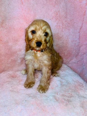 Image 4 of F1 cockapoo puppys READY NOW HEALTH CHECK VACCINATED CHIPPED