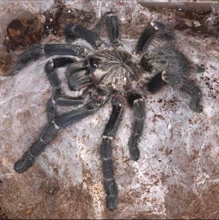 Image 4 of Tarantula collection-list looking for new home