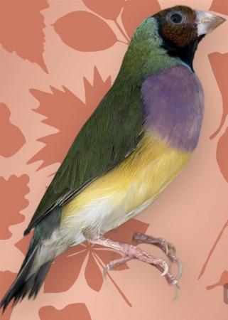 Image 7 of Beautiful unrelated pairs of gouldian finches for breeding