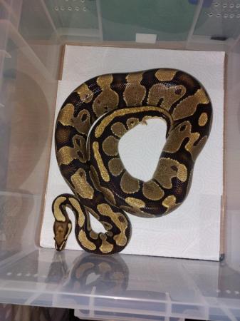 Image 2 of Balll python snakes (Whole collection)