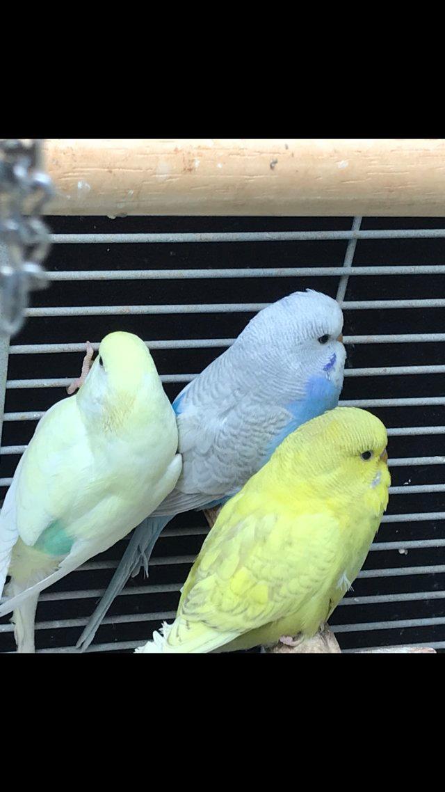 Preview of the first image of Baby budgies birds. Sold more on the way.