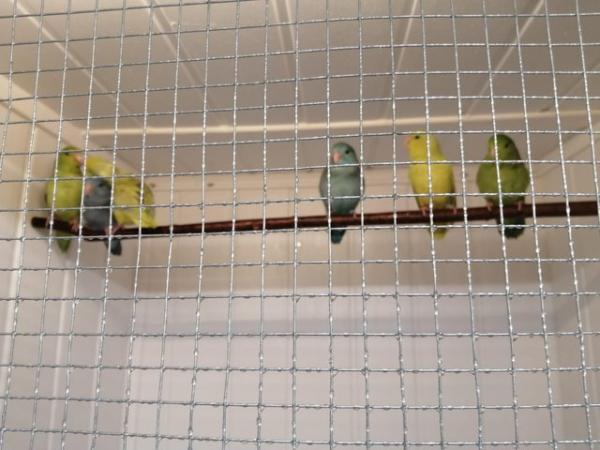 Image 5 of Baby Parrotlets Ready to leave
