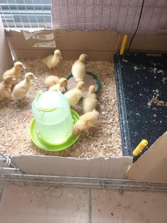 Image 2 of Aylesbury ducklings for sale