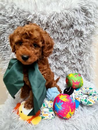 Image 11 of Red Toy Poodle puppy ??