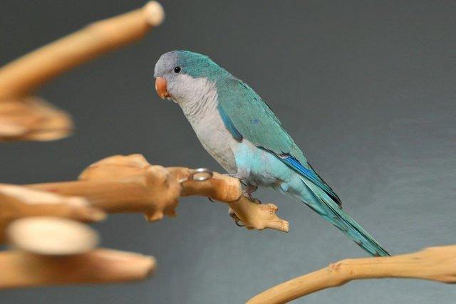Image 2 of Baby Blue Quaker talking parrots,19