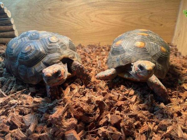 Image 3 of Tortoises for sale at Birmingham Reptiles