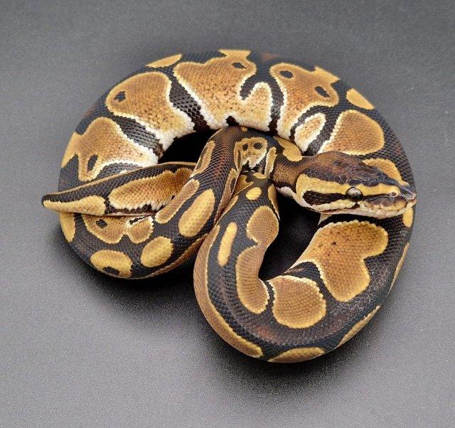 Preview of the first image of Triple Het Dreamsicle Genetic Stripe Male Ball Python 230403.