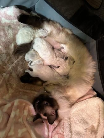 Image 7 of 10 week old Ragdoll kittens