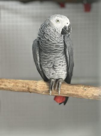 Image 1 of Supertame African grey parrot